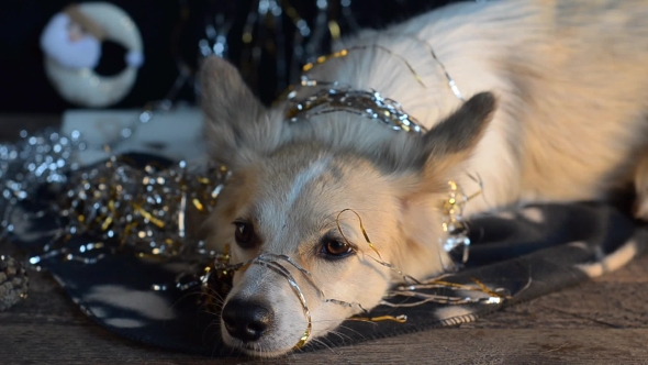 Funny Dog on New Year's Eve