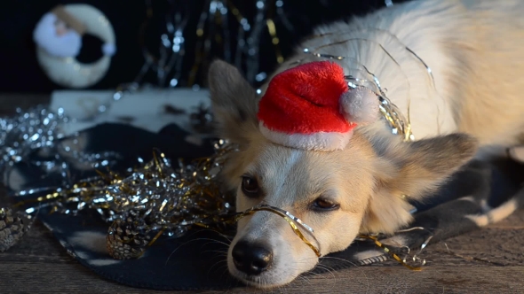 Funny Dog on New Year's Eve alt