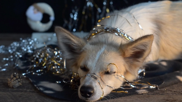 Funny Dog on New Year's Eve