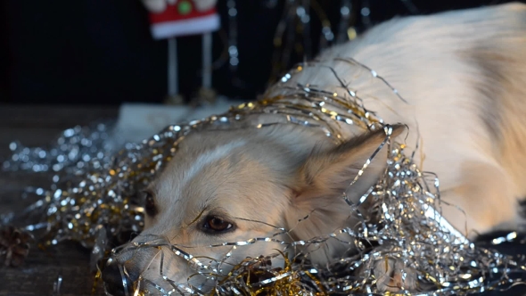 Funny Dog on New Year's Eve alt