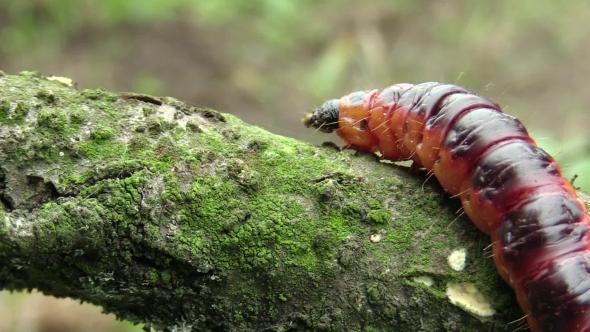 Goat Moth Cossus Cossus Caterpillar, Big Red Worm, Eating Bast
