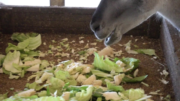 Cute Llamas Eating Vegetables