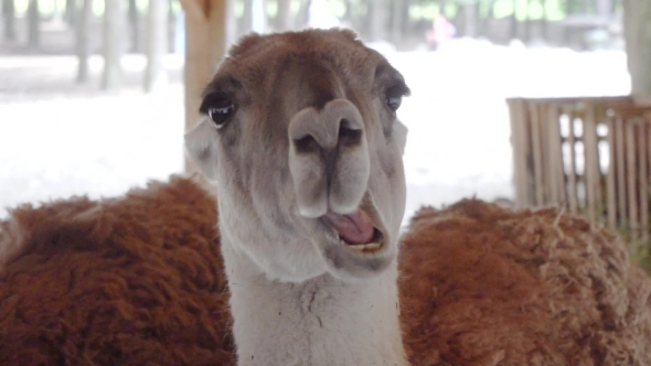 Cute Llamas Eating Vegetables