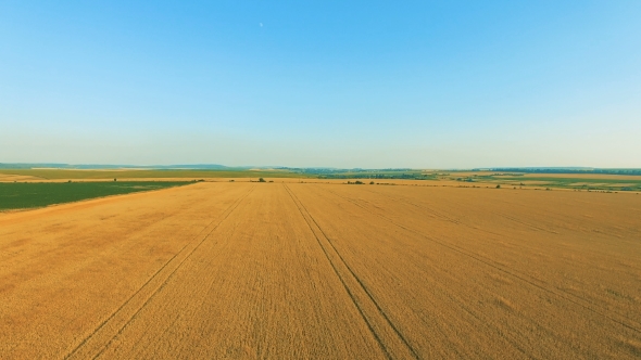 Aerial View of Modern Combine Harvester Gathers the Wheat Crop  alt