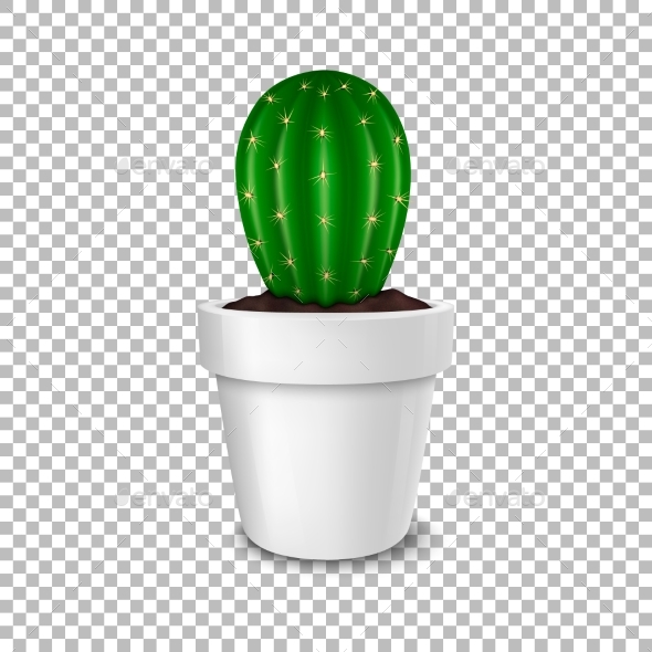 Realistic Decorative Cactus Plant in White Flower - Flowers & Plants Nature