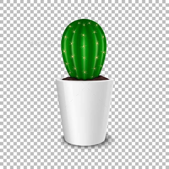 Realistic Decorative Cactus Plant in White Flower - Flowers & Plants Nature