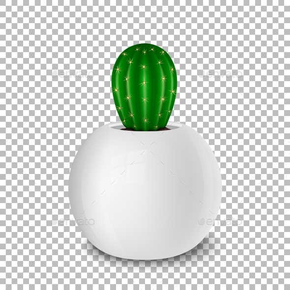 Realistic Decorative Cactus Plant in White Flower - Flowers & Plants Nature