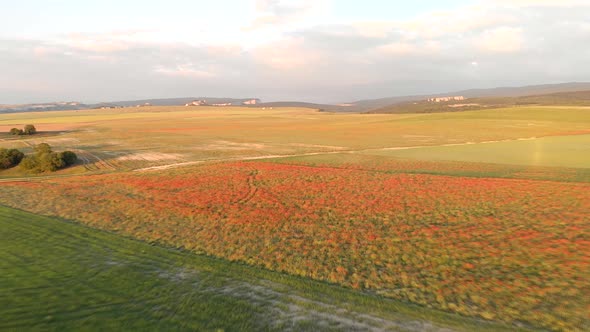 Flight Over Field of Red Poppies at Sunset.