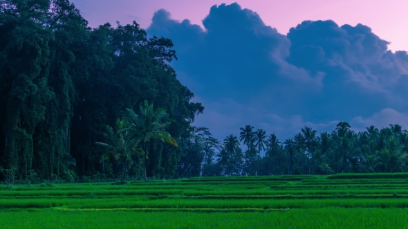 Clouds at Sunset  Over Large Tropical Trees and Rice Fields on the Island of Bali in Indonesia. alt