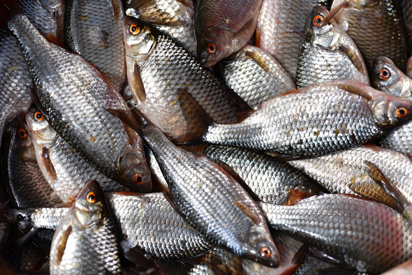 fresh-sweetwater-fish-in-the-market-stock-photo-by-salajean-photodune