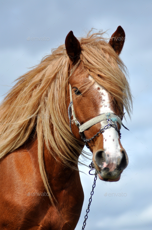 Portrait Of A Beautiful Horse Front View Stock Photo, Picture and