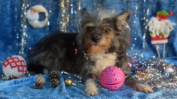 Funny Dog on New Year's Eve