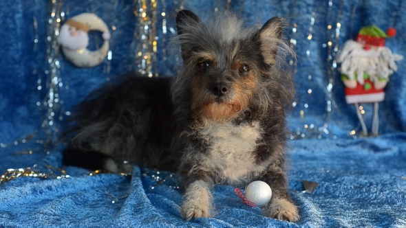 Funny Dog on New Year's Eve