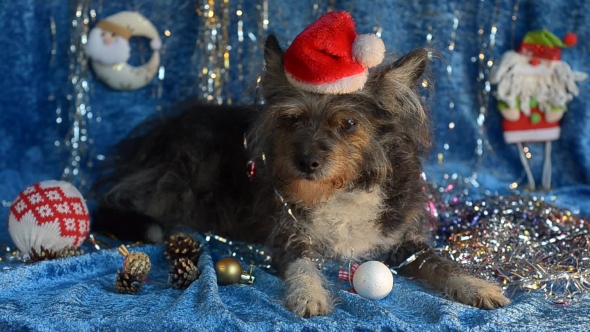 Funny Dog on New Year's Eve