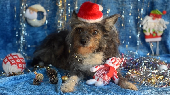 Funny Dog on New Year's Eve