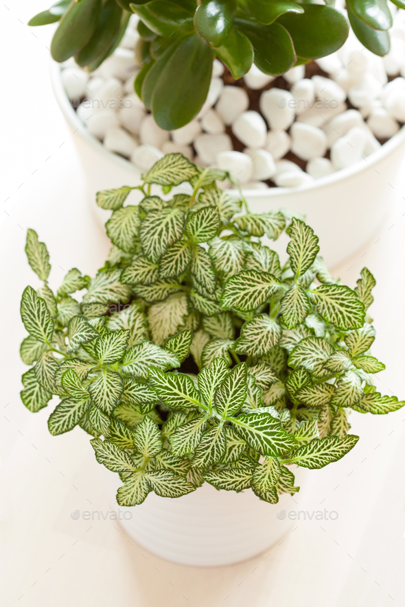 houseplants fittonia albivenis, crassula ovata in white pots Stock ...