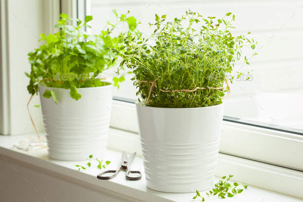 fresh thyme and cilantro herbs in white pot on window - Stock Photo - Images