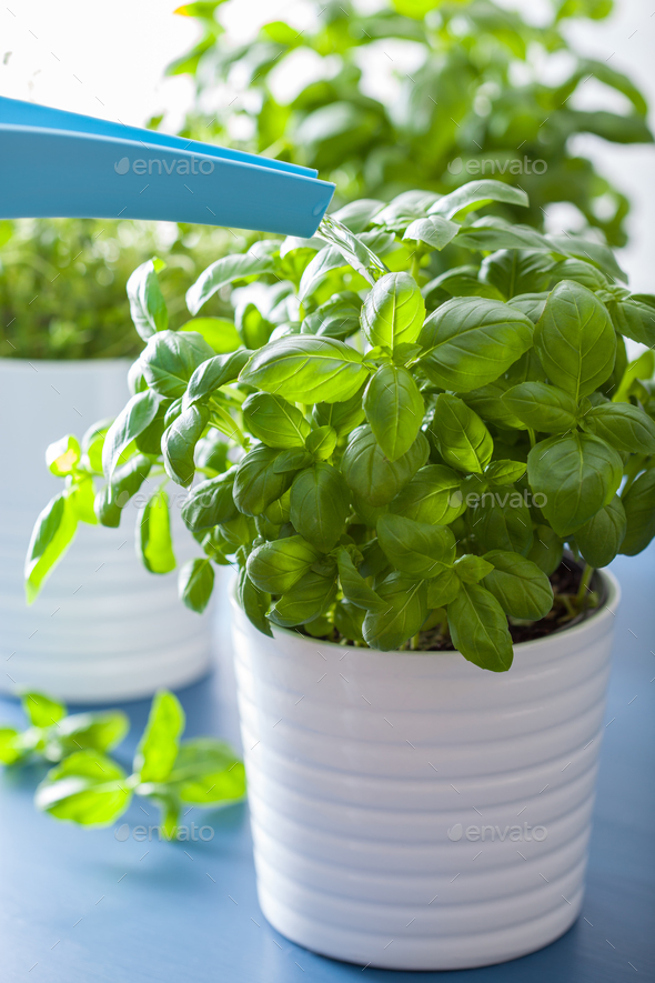 watering fresh basil leaves herb Stock Photo by duskbabe PhotoDune