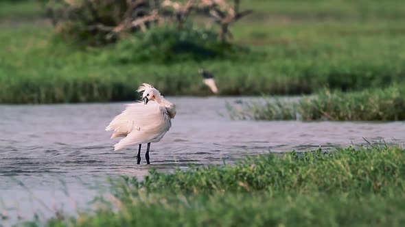 Eurasian spoonbill in Bundala national park, Sri Lanka alt