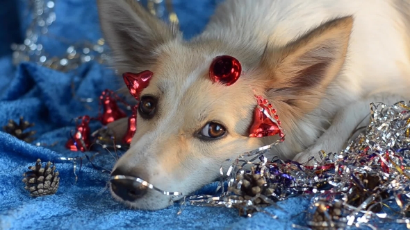 Funny Dog Christmas Background