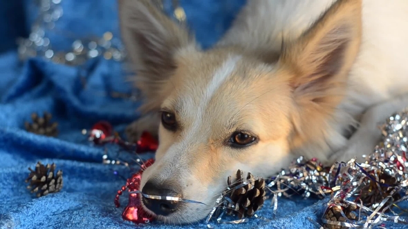 Funny Dog Christmas Background