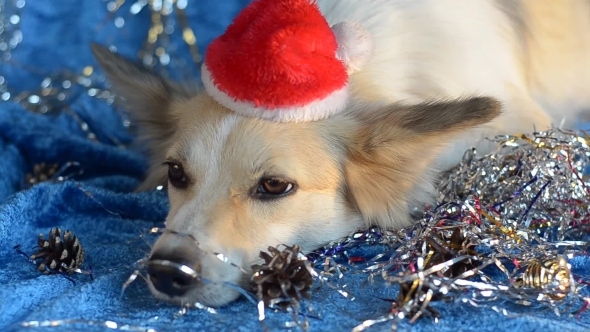 Funny Dog Christmas Background