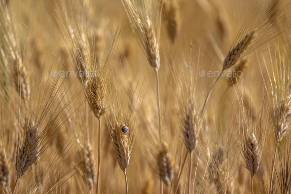 Close up of field of Barley on sunny day - Stock Photo - Images