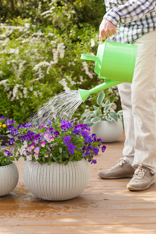 man watering viola flowers in garden Stock Photo by duskbabe PhotoDune