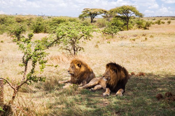 Male Lions Resting In Savannah At Africa Stock Photo By Dolgachov 