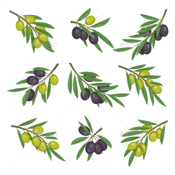 Foliage with Dark and Light Olive Branches - Food Objects