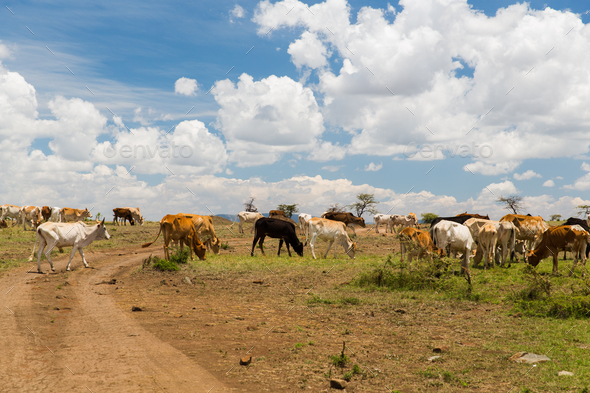 cows grazing in savannah at africa Stock Photo by dolgachov | PhotoDune