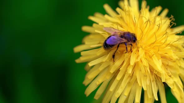 Insect Bee Pollinate Yellow Dandelion Flower Nature Beauty