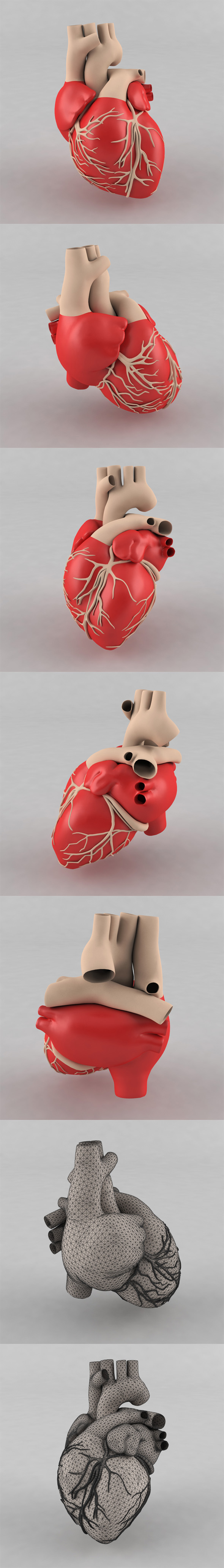 Human Heart - 3DOcean Item for Sale