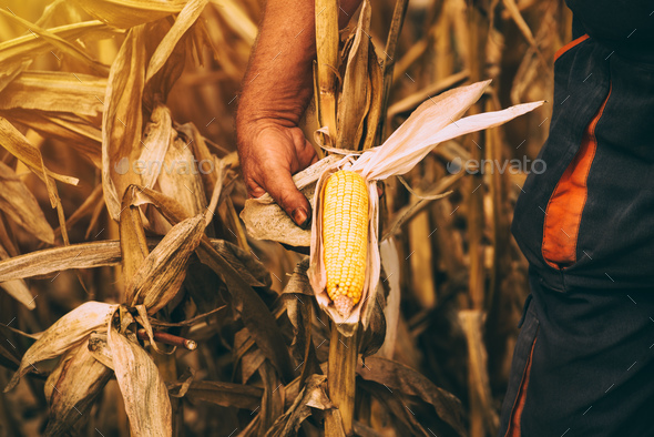 Farmer with harvest ready ripe corn maize cob in field