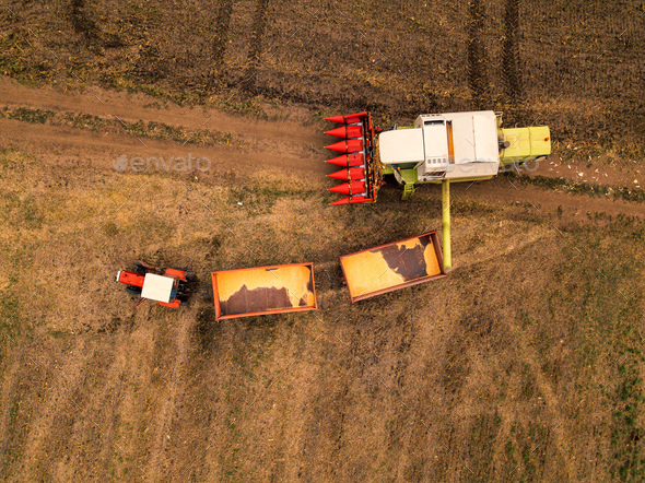 Corn maize harvest, aerial view of tractor and combine harvester