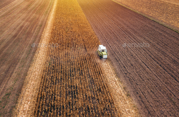 Corn maize harvest, aerial view of combine harvester