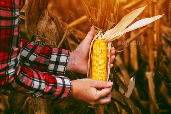 Farmer with harvest ready ripe corn maize cob in field
