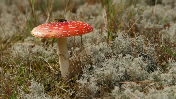 Amanita Poisonous Mushroom in Nature.