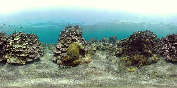 Coral Reef and Tropical Fish Vr360 alt