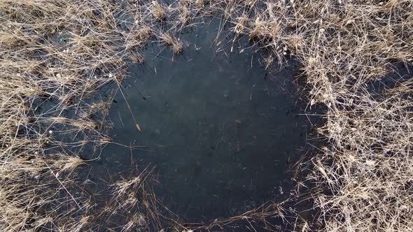 Aerial view drone flies over a pond with ducks and reeds. alt