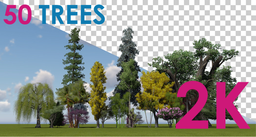 2K|Three Trees|Alpha