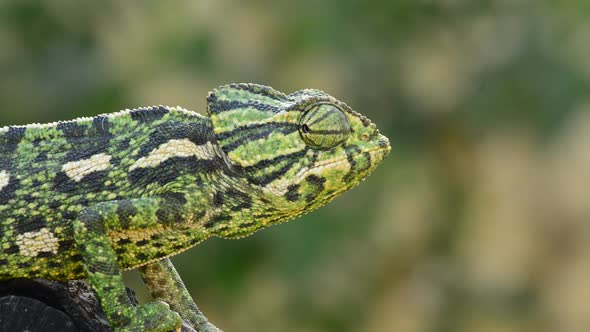 Common Chameleon or Mediterranean Chameleon Looking Around alt