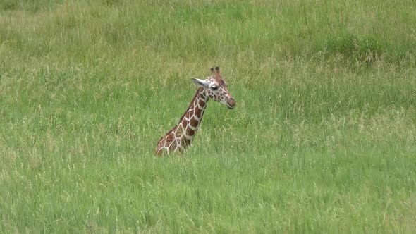 giraffe eating green grass