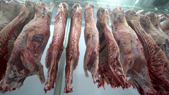 Carcass meat in cold storage room. Industrial meat production line.
