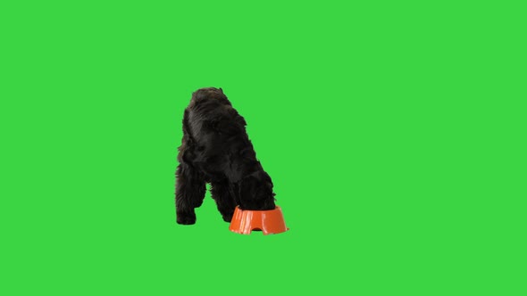 Black Breed Dog Giant Schnauzer Eating From a Bowl on a Green Screen Chroma Key