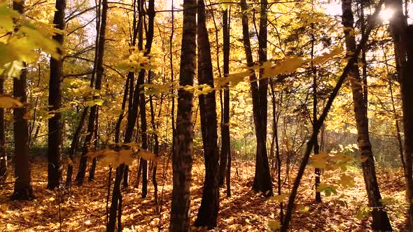 Colorful Autumn Forest Wood alt