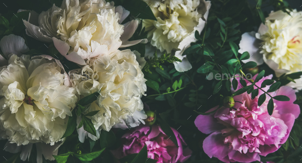 White and pink peony flowers over dark background - Stock Photo - Images