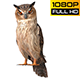 Owl Looped 6 - VideoHive Item for Sale