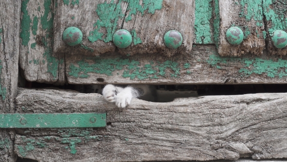 Small Kitty Leg Through Old Wooden Door Hole alt