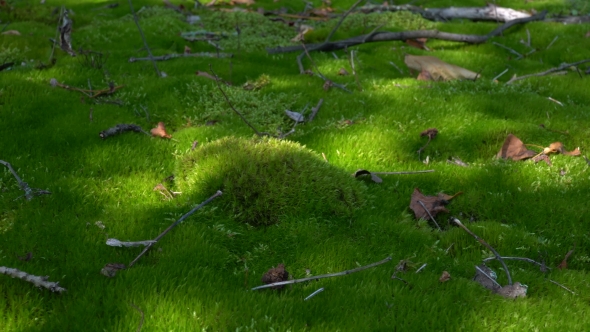 Green Moss